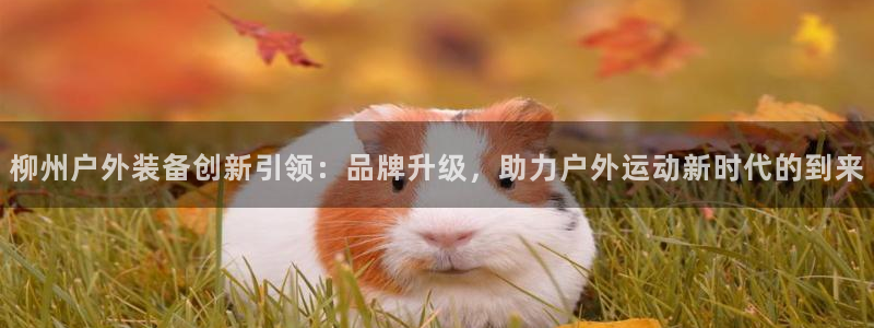 新宝gg提点