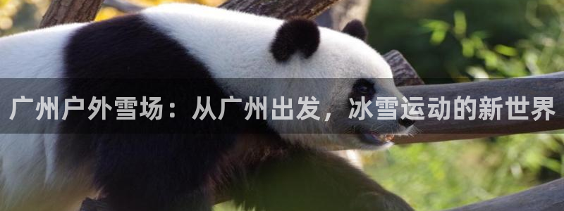 新宝gg招商致胜团队